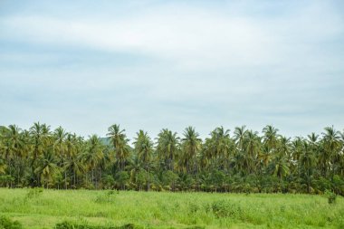 Hindistan cevizi çiftliği. Gökyüzü açık.