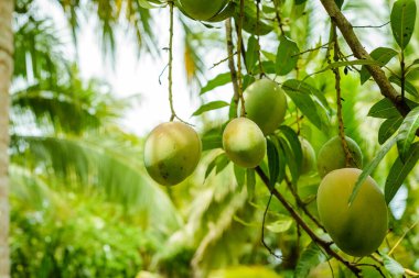 Meyveli mango ağaçları.