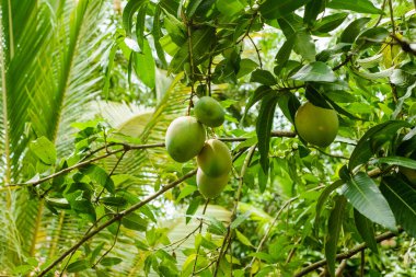 Meyveli mango ağaçları.