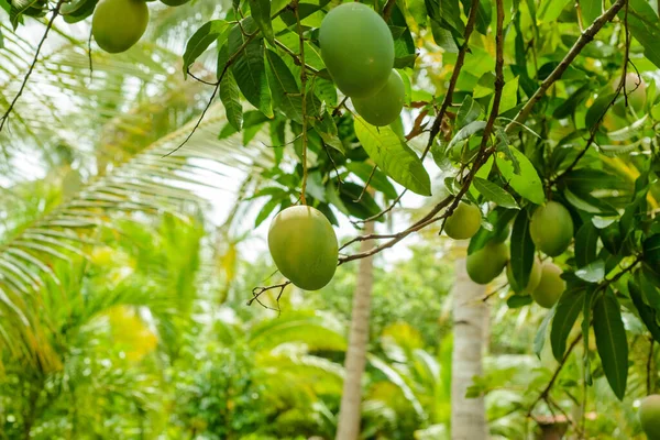 有果实的芒果树 — 图库照片