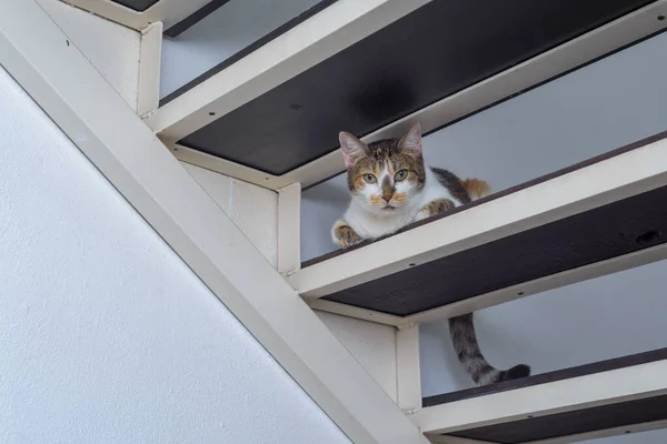 屋内クライミングのステップに座っているカメラを見ている猫 — ストック写真