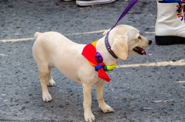 Mascot with colorful bandana at the LGBT+ pride parade.