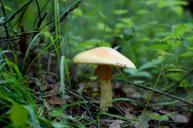 Ormanın ortasında yenilebilir mantar..