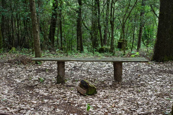 森の中央にある木製のベンチ — ストック写真