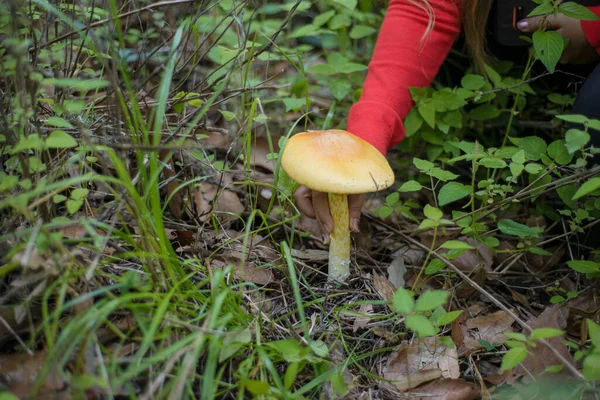 在森林中央采集蘑菇的人 — 图库照片