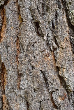 Ağaç kabuğunun pürüzlü dokusu. Arkaplan, doku.