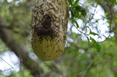 Eşek arısı yuvası karıncalar tarafından istila edildi. İstilacı karıncalar.