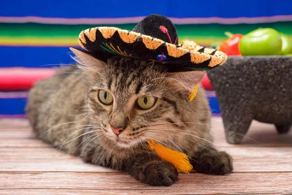 Meksika mariachi şapkalı evcil hayvan. Cat, Meksika 'nın Bağımsızlık Günü' nü kutluyor..
