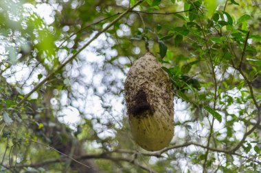 Eşek arısı yuvası karıncalar tarafından istila edildi. İstilacı karıncalar.