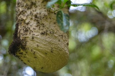 Eşek arısı yuvası karıncalar tarafından istila edildi. İstilacı karıncalar.