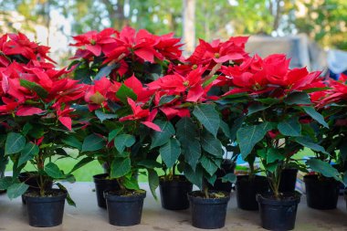 Poinsettia saksılara ekildi. Açık hava fotoğrafı.