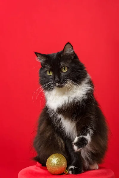 stock image Portrait of black and white kitten with Christmas spheres. Red background.