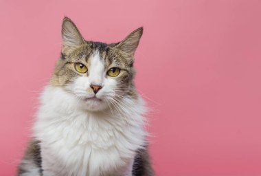 Beyaz göğüs kedinin portresi. Pembe arkaplan.