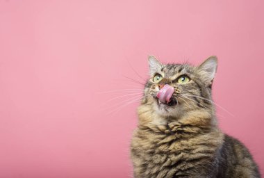 Dilini çıkarmış tekir kedi portresi. Pembe arkaplan.