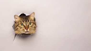 Tekir kedi yırtık bir kağıda göz atıyor. Sürpriz konsept.