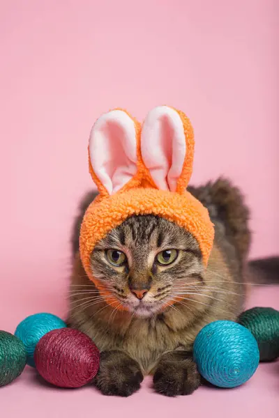 Húsvéti Nyuszi Tabby Macska Nyuszifül Húsvéti Tojás Rózsaszín Háttér Vicces Stock Kép