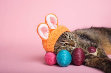 Paskalya Tavşanı. Tavşan kulaklı tekir kedi ve pembe arka planda paskalya yumurtası. Komik Paskalya arkaplanı.