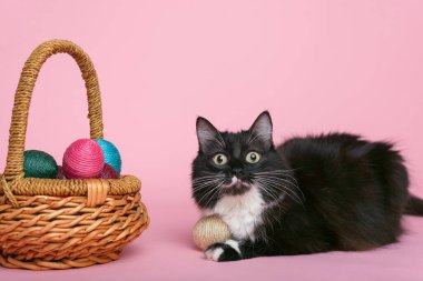 Siyah beyaz kedi ve paskalya yumurtaları hasır sepette pembe arka planda..