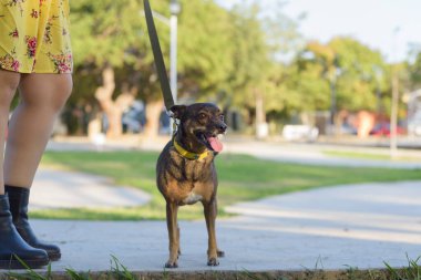 Köpeği halk bahçesinde köpeğiyle yürürken tasma takmış. Hayvan sever..