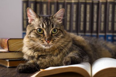 Okuma kavramı. Dünya kitabı günü. Kitap okuyormuş gibi yapan bir kedi..