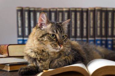 Okuma kavramı. Dünya kitabı günü. Kitap okuyormuş gibi yapan bir kedi..