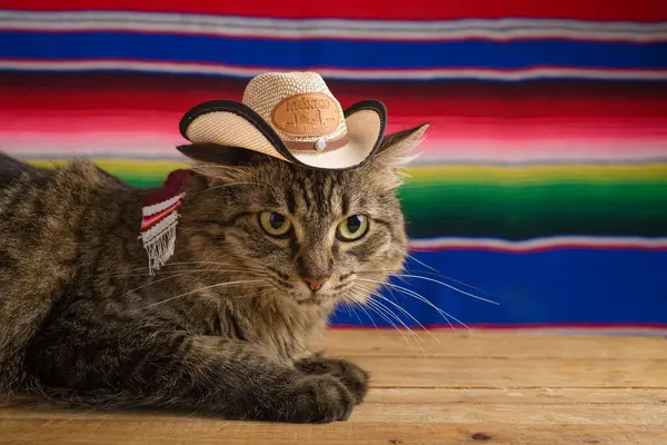 Arka planda serape olan Meksika şapkalı bir kedi. Cinco de Mayo arkaplanı.
