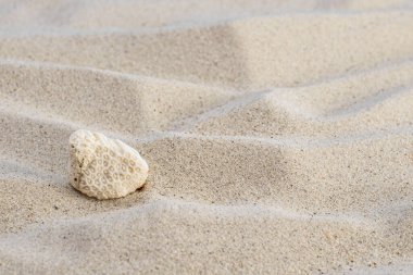 Deniz kumunda mercan iskeleti. Yaz kavramı. Yakın plan..