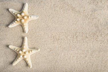 Deniz yıldızı iskeleti deniz kumu üzerinde. Yaz kavramı. Kapat..