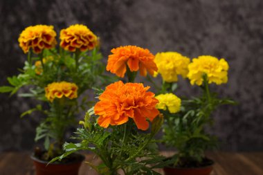 Marigold çiçeği, ölü çiçeğin olduğu gün. Boşluğu kopyala.