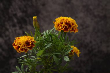 Marigold çiçeği, ölü çiçeğin olduğu gün. Boşluğu kopyala.