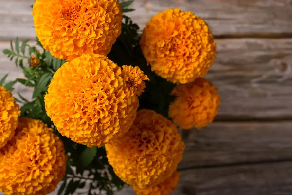 Marigold çiçeği, ölü çiçeğin olduğu gün. Boşluğu kopyala.