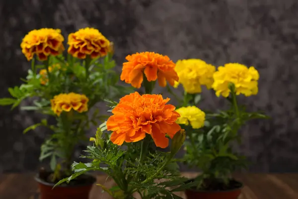 Marigold çiçeği, ölü çiçeğin olduğu gün. Boşluğu kopyala.