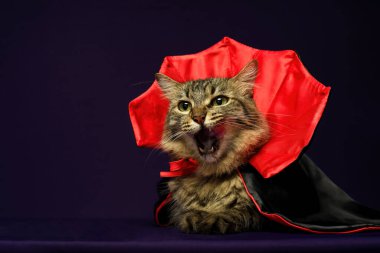 Vampir kostümlü tekir kedi dilini gösteriyor, cadılar bayramı kutlaması. Mor arkaplan.