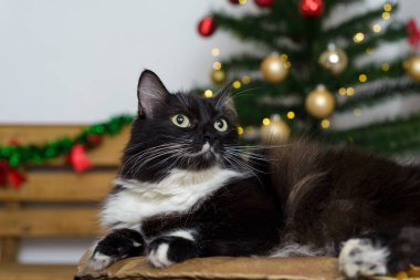 Noel geçmişi olan siyah beyaz bir kedi..