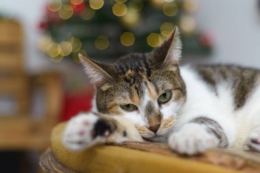 Kedi Noel arkaplanlı kameraya bakıyor..