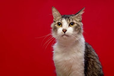 Kırmızı arka planda beyaz göğüs kedisi var. Hayvan portresi.