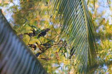 Tropik yeşillikler arasında dallara tünemiş birkaç koyu renkli kuşun büyüleyici bir görüntüsü..