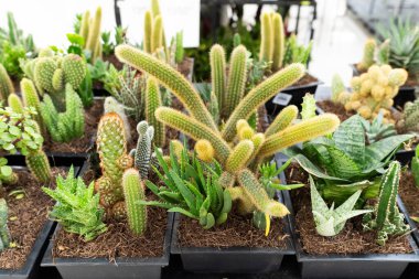 Tencere içinde canlı bir Sulu ve Kaktüs Koleksiyonu