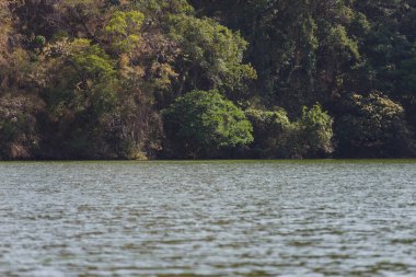 Sakin göl suyu, güneşli bir günde, sık ve yemyeşil bir orman yeşilliğinin zeminine karşı güneş ışığını yansıtır..
