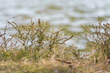 Sakin bir su kütlesinin kenarında büyüyen çimenlerin ve çayırların yakın görüntüsü.