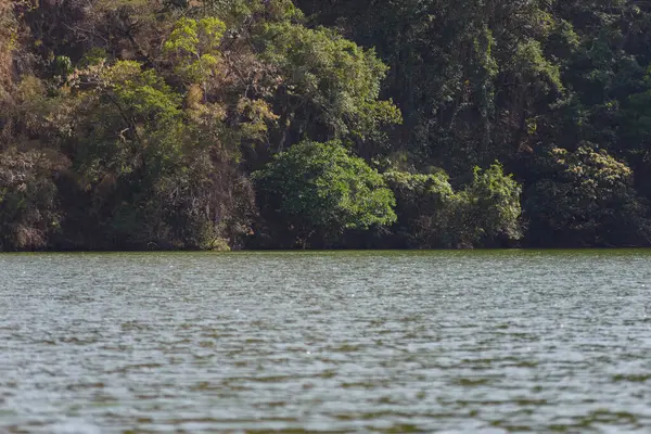Sakin göl suyu, güneşli bir günde, sık ve yemyeşil bir orman yeşilliğinin zeminine karşı güneş ışığını yansıtır..