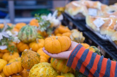 Dişi el, farklı boyutlarda ve renklerde diğer balkabaklarıyla çevrili küçük bir turuncu balkabağı tutuyor.