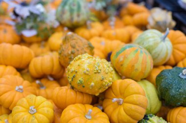 Turuncu ve yeşilin çeşitli tonlarında canlı bir balkabağı yığını. Sonbahar arkaplanı.