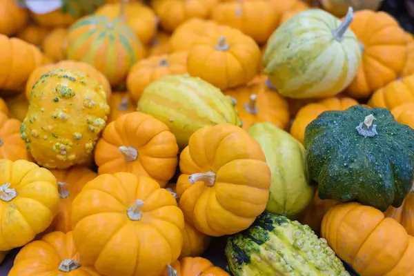 Turuncu ve yeşilin çeşitli tonlarında canlı bir balkabağı yığını. Sonbahar arkaplanı.