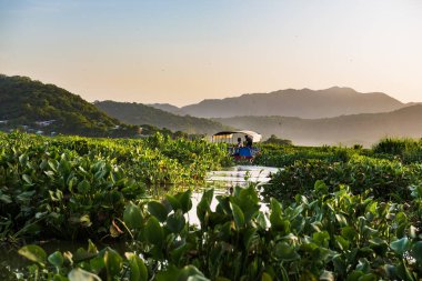 Bereketli su bitkilerinin arasında gün batımı tekne gezisi. El Salvador 'daki Olomega Gölü.