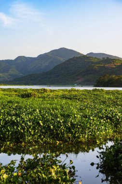 Canlı yeşil su bitkileriyle çevrili sakin bir göl manzarası, dingin gökyüzünü ve arka plandaki yeşil dağları yansıtıyor..