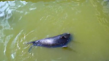 Güney Avustralya 'daki barajın tahta köprüsünde uyuyan foklar doğadaki barışçıl vahşi yaşam anlarını yaşıyorlar. Yüksek kalite 4k görüntü