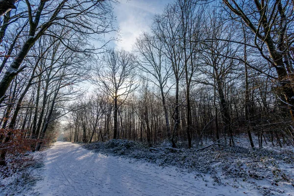 Forest path covered in snow on a cold and sunny winter morning, in the Clamart woods, France
