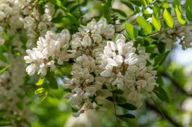 Akasya çiçekleri, Kara Çekirge veya Kara Kuş (Robinia psödoacia) olarak da bilinen bir ağaçtır. Kokulu çiçekleri yenebilir ve bal, şurup ve donut yapımında kullanılır.