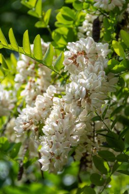 Akasya çiçekleri, Kara Çekirge veya Kara Kuş (Robinia psödoacia) olarak da bilinen bir ağaçtır. Kokulu çiçekleri yenebilir ve bal, şurup ve donut yapımında kullanılır.